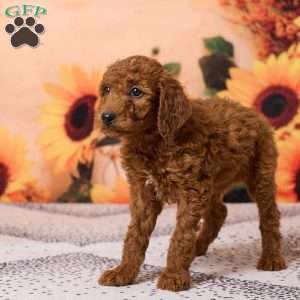 Charlie, Miniature Poodle Puppy